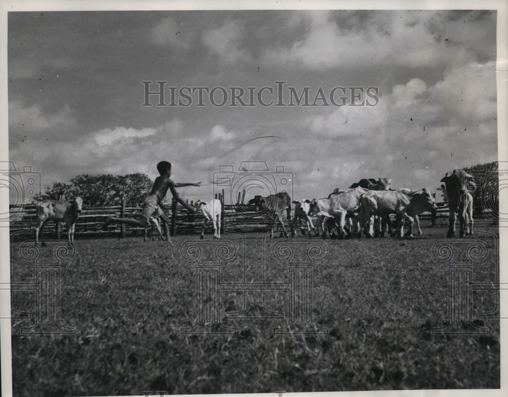 1951 Press Photo Youngster practices roping cattle on Marajo island, Brazil-Historic Images