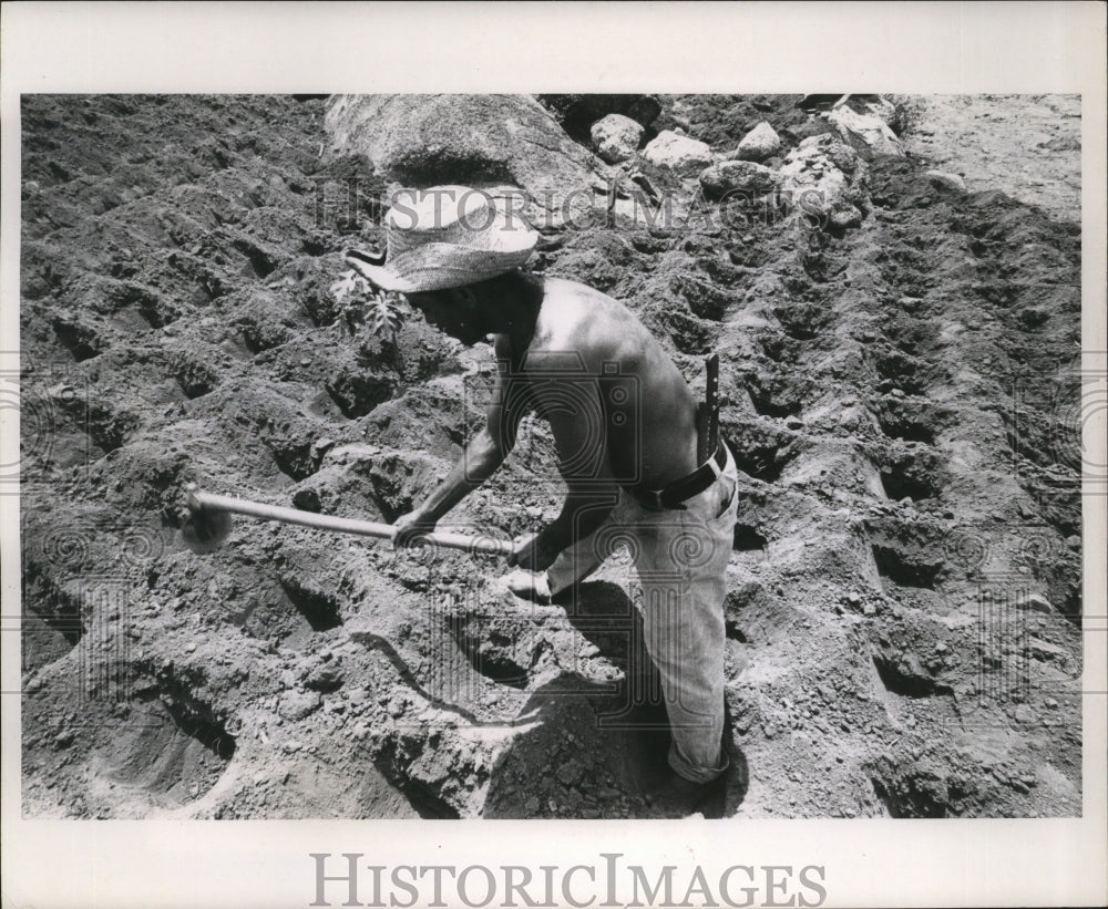 1971 Press Photo Planting no longer done in a haphazard manner in Brazil-Historic Images