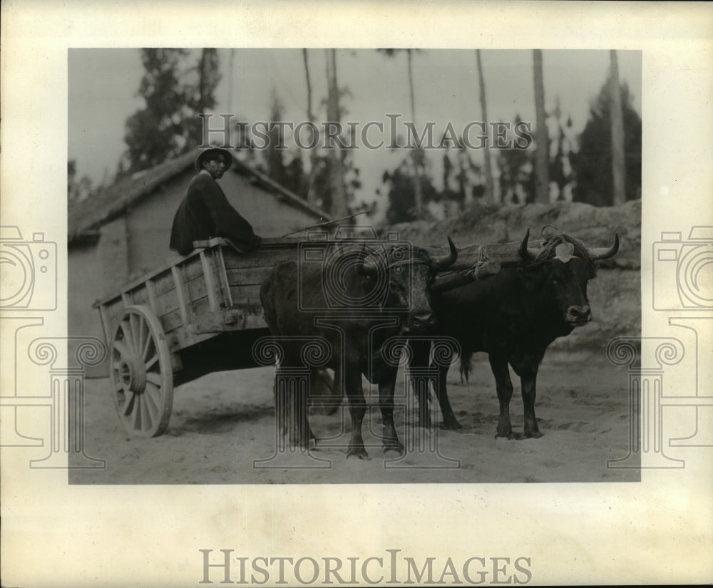 1946 Press Photo Latin American farmer and his team of oxen - mjx06534- Historic Images