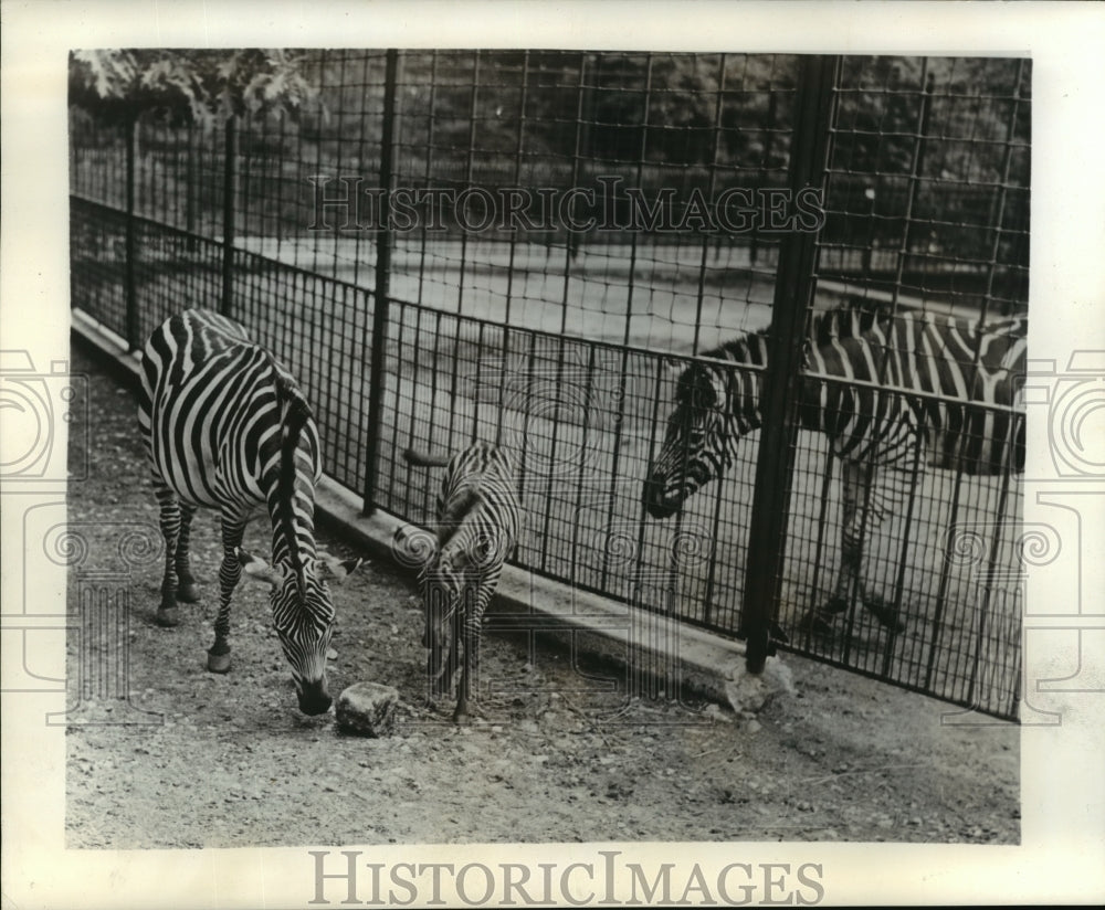 1941 Press Photo Zebras - mjx09664-Historic Images