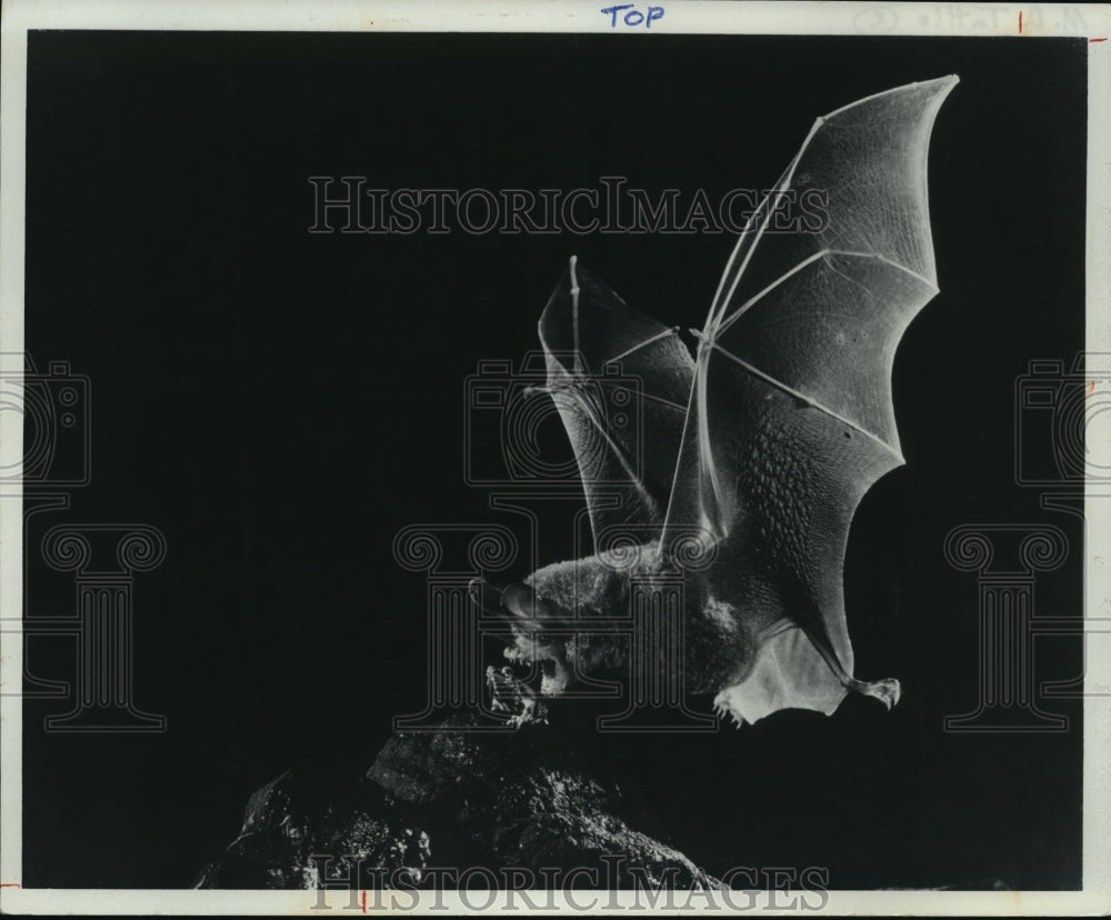 1982 A flying bat-Historic Images