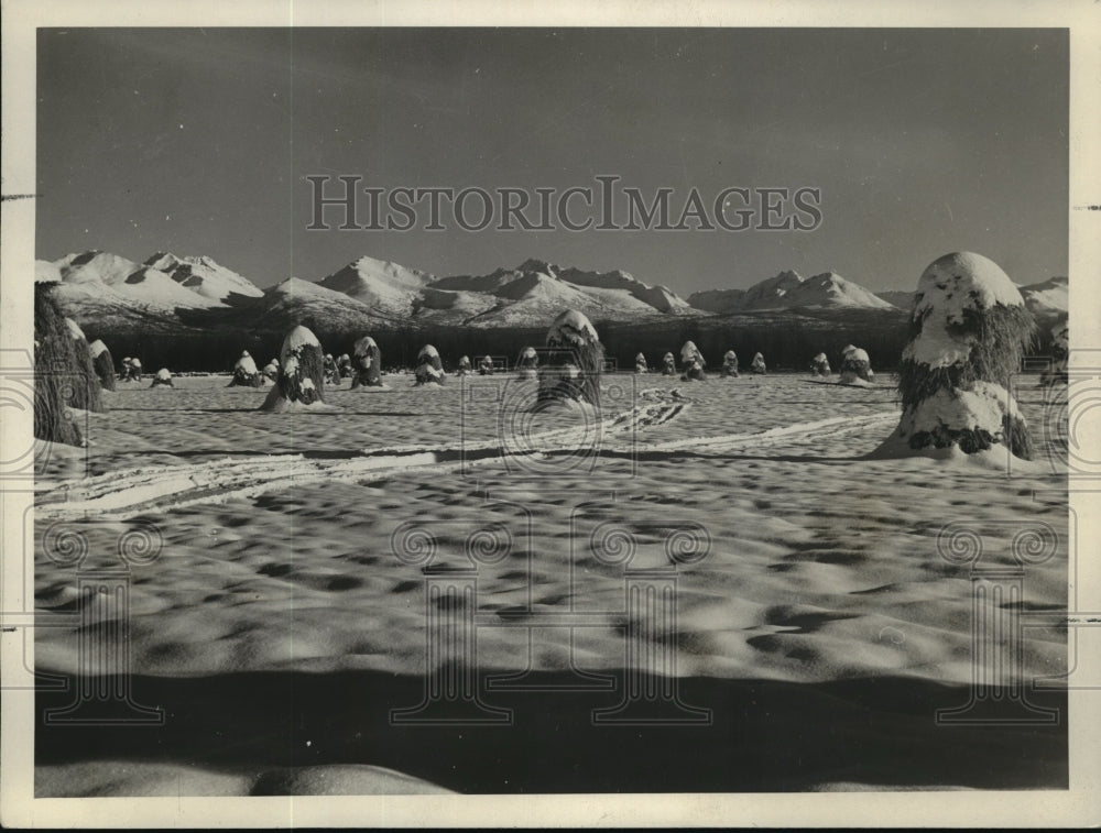 1939 Press Photo Snow covered crops of Matanuska valley in an Alaskan winter-Historic Images