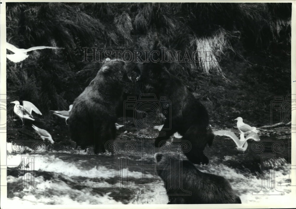 1993 Press Photo Animals-Bears, Two Alaska brown bears confront each other.-Historic Images