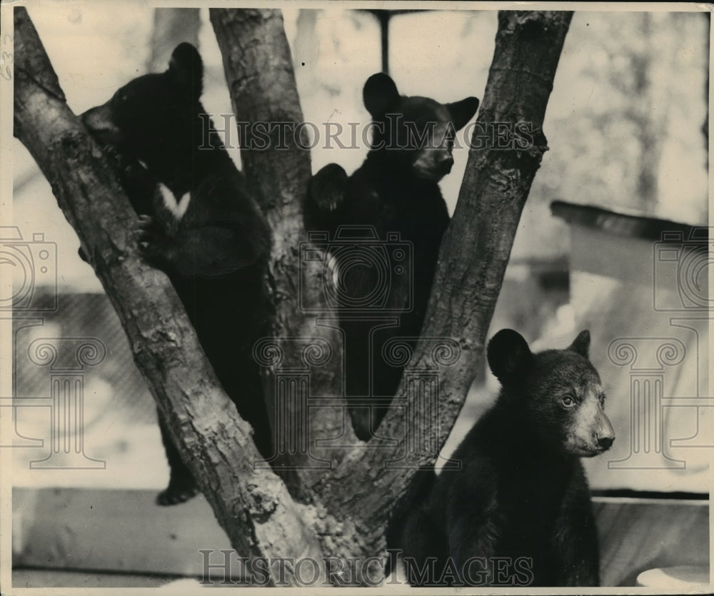 1949 Animals-Bears, photo of three young bears in a tree.-Historic Images