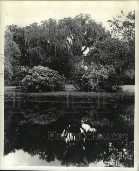 1942 Press Photo A giant live-oak towers between the "twins" in Magnolia Gardens-Historic Images