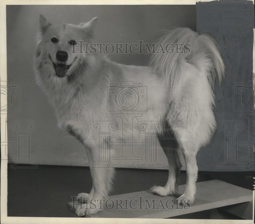 1945 Press Photo Dogs-Sled Dogs-Samoyed, Flicka a 3 year old, flashing a smile.-Historic Images