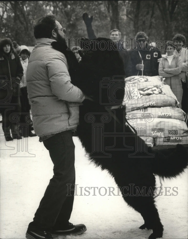 1984 Press Photo Sled dog, Yankee, gets a victory hug from his owner - mjx21024-Historic Images