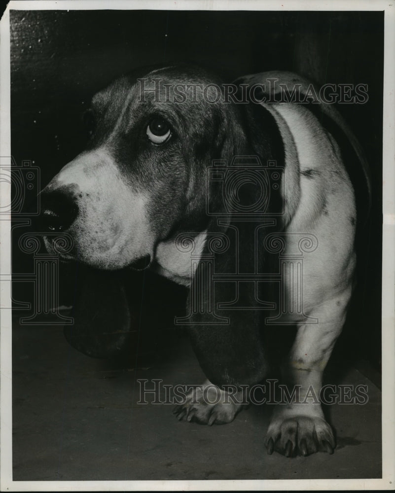 1952 Press Photo Basset hound assists his owner, Douglas Cole, in winning $250-Historic Images