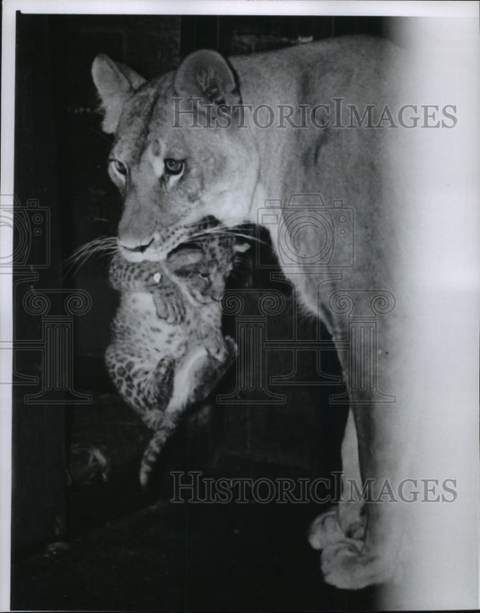 1954 Press Photo Queenie the lioness with her cubs at the Milwaukee Zoo-Historic Images