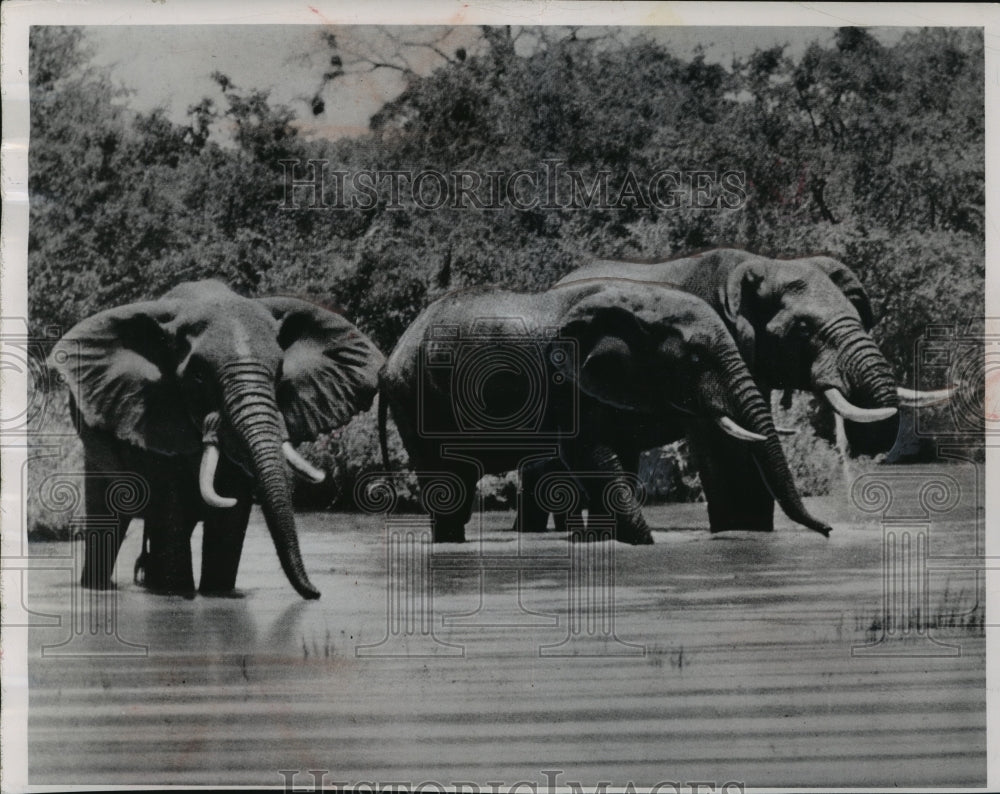 1956 Press Photo African elephants wade through water - mjx22322-Historic Images