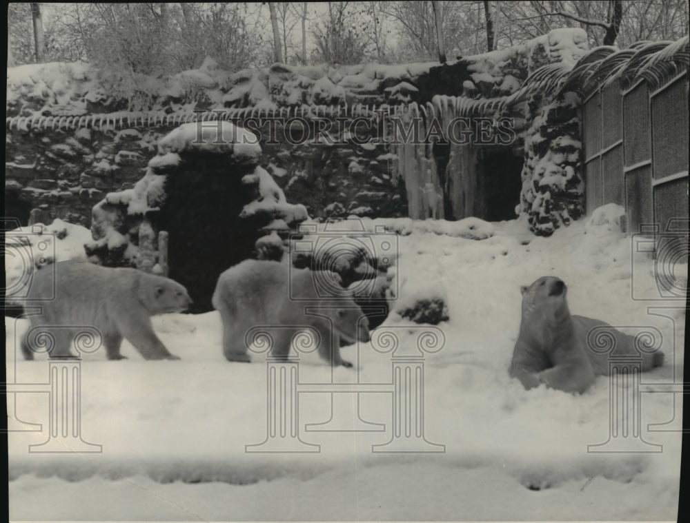 1951 Milwaukee Zoo-Three polar bears enjoy the snowy weather-Historic Images