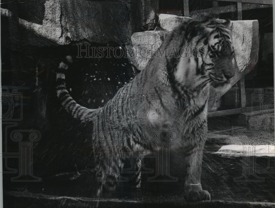 1967 Press Photo Milwaukee Zoo-A Siberian tiger takes a bath for its visitors-Historic Images