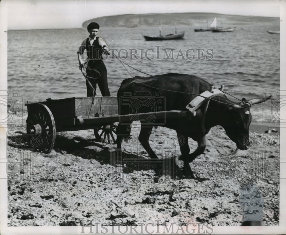 1954 Press Photo An ox drawn codfish cat near Perce in Quebec - Historic Images