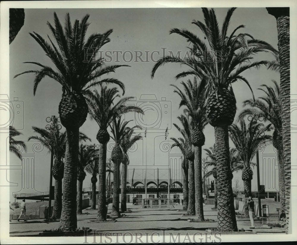 1987 View of Palm Trees line entrance to California Exposition - Historic Images