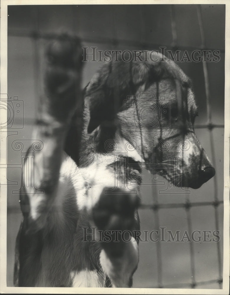 Press Photo Animals-Dogs-Fox Hound-Too young to go on the hunt-looking mournful-Historic Images