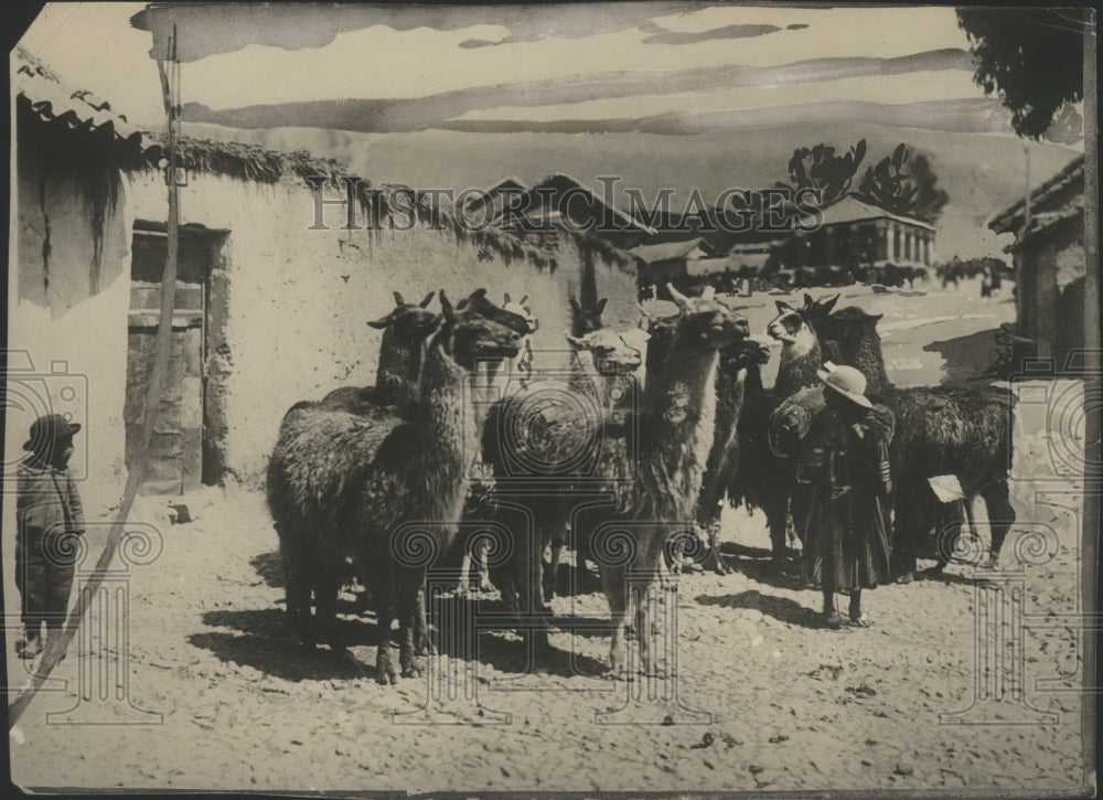 1927 Press Photo Llamas of Bolivia - Historic Images
