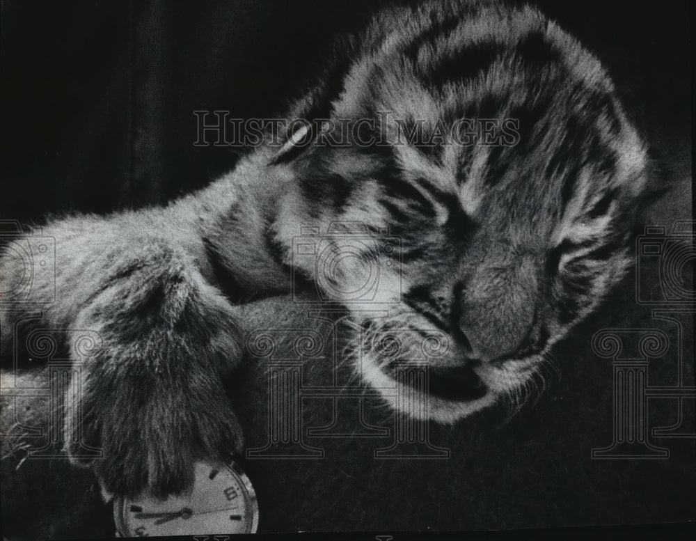 1972 Press Photo Newborn Siberian tiger cub at the Milwaukee County Zoo - Historic Images