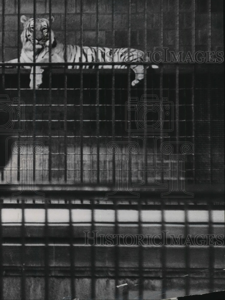1955 Press Photo Bengal Tiger at the Milwaukee Zoo - Historic Images