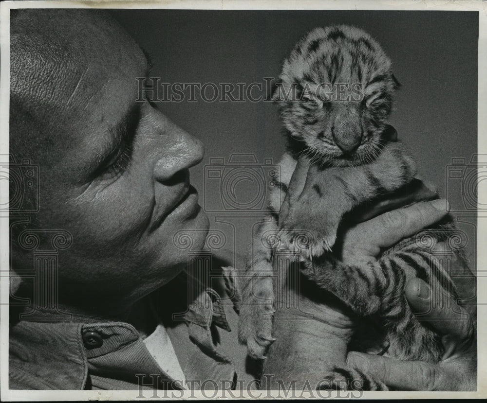 1972 Press Photo Milwaukee County Zoo employee holding Siberian Tiger cub - Historic Images