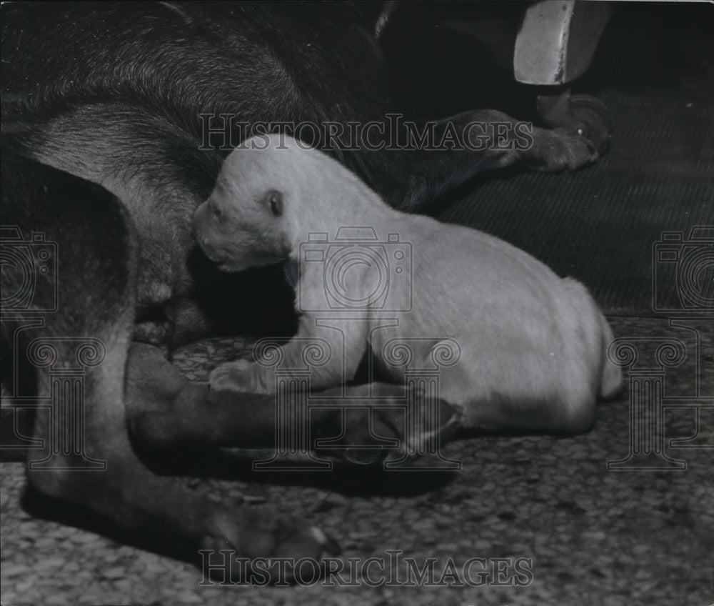 1955 Press Photo Washington Park Zoo&#39;s Cub Polar Bear Tries For Meal From Dog - Historic Images