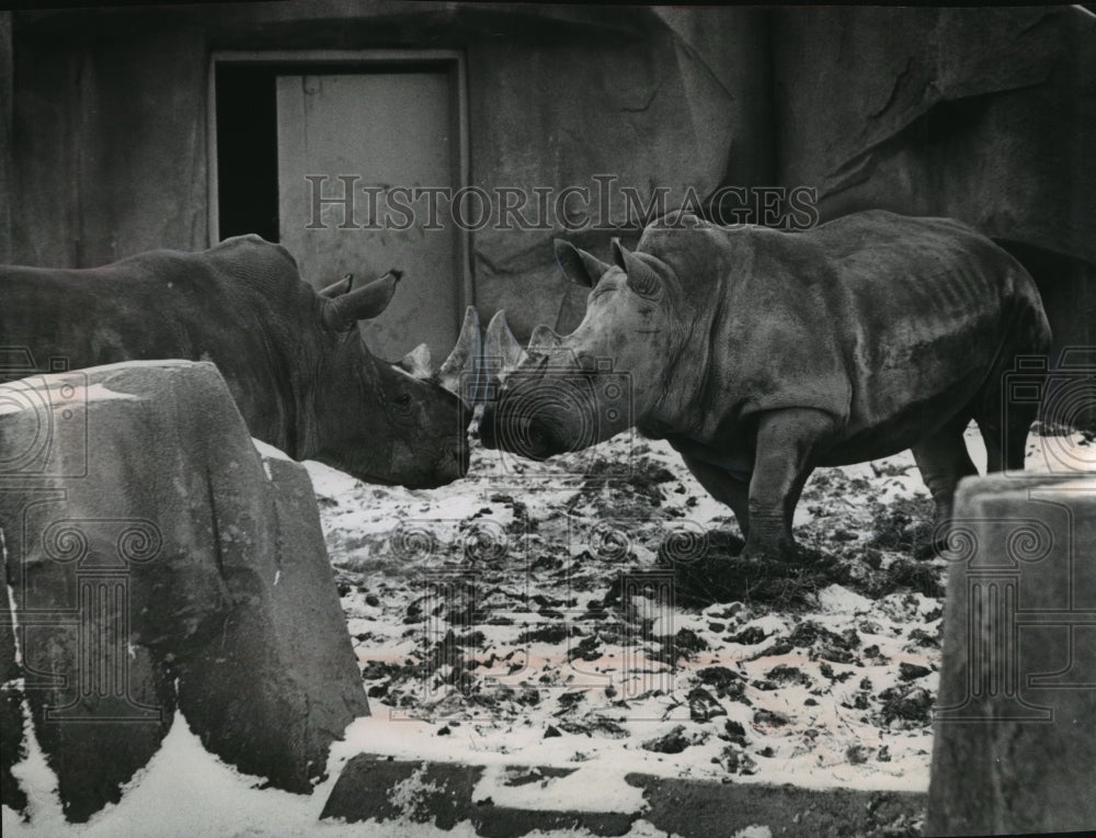 1965 Press Photo Rhinoceroses at the Milwaukee, Wisconsin, Zoo - mjx24696-Historic Images