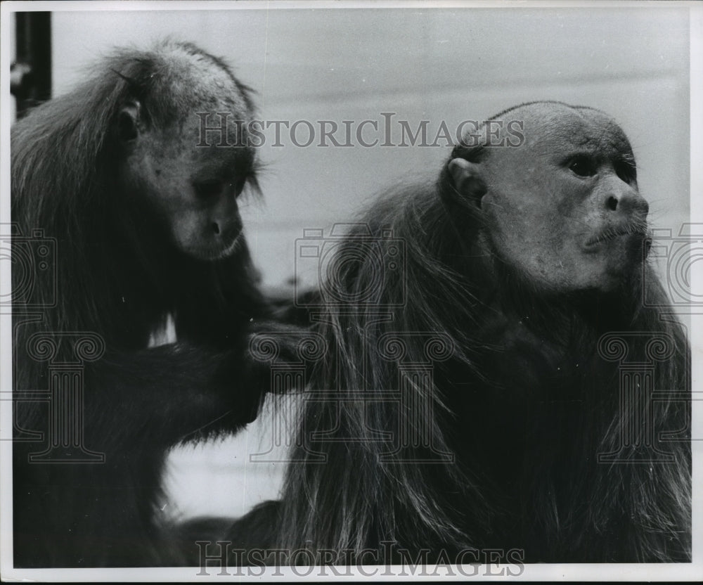 1960 Press Photo Red Faced Uakari Monkeys at the Milwaukee, Wisconsin, Zoo - Historic Images