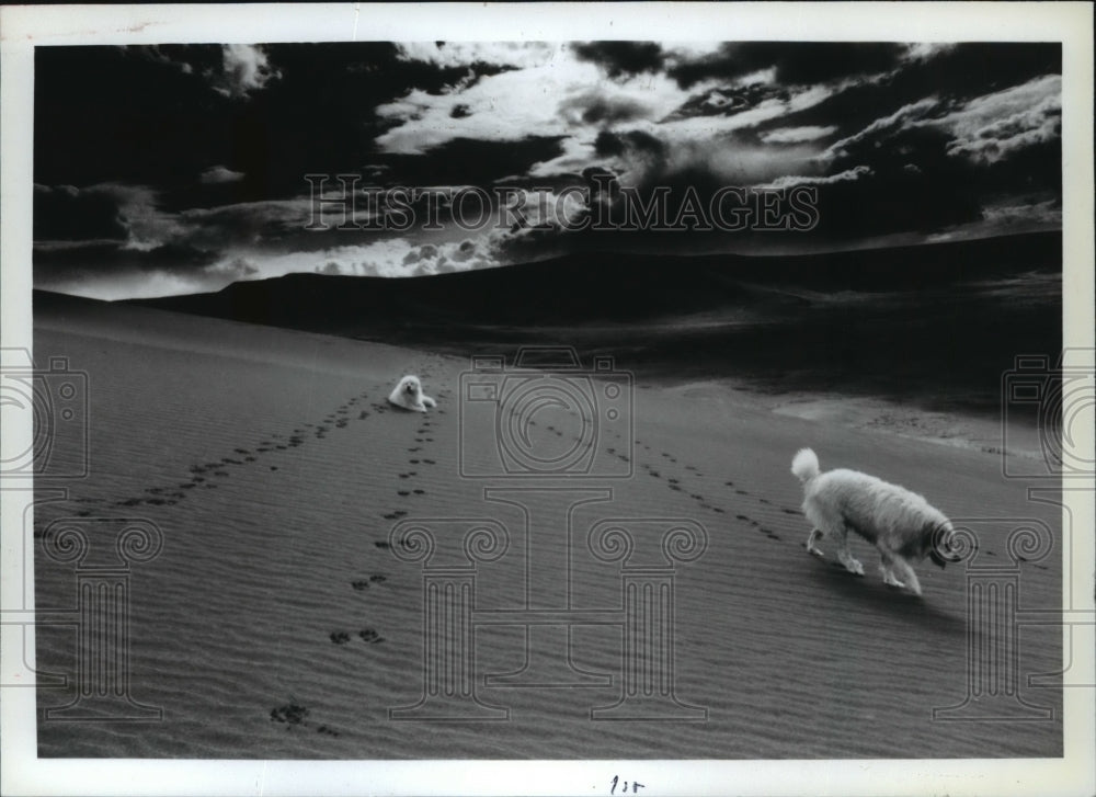 1991 Press Photo Jeff Stoddard&#39;s winning photo of two dogs on an Idaho sand dune - Historic Images