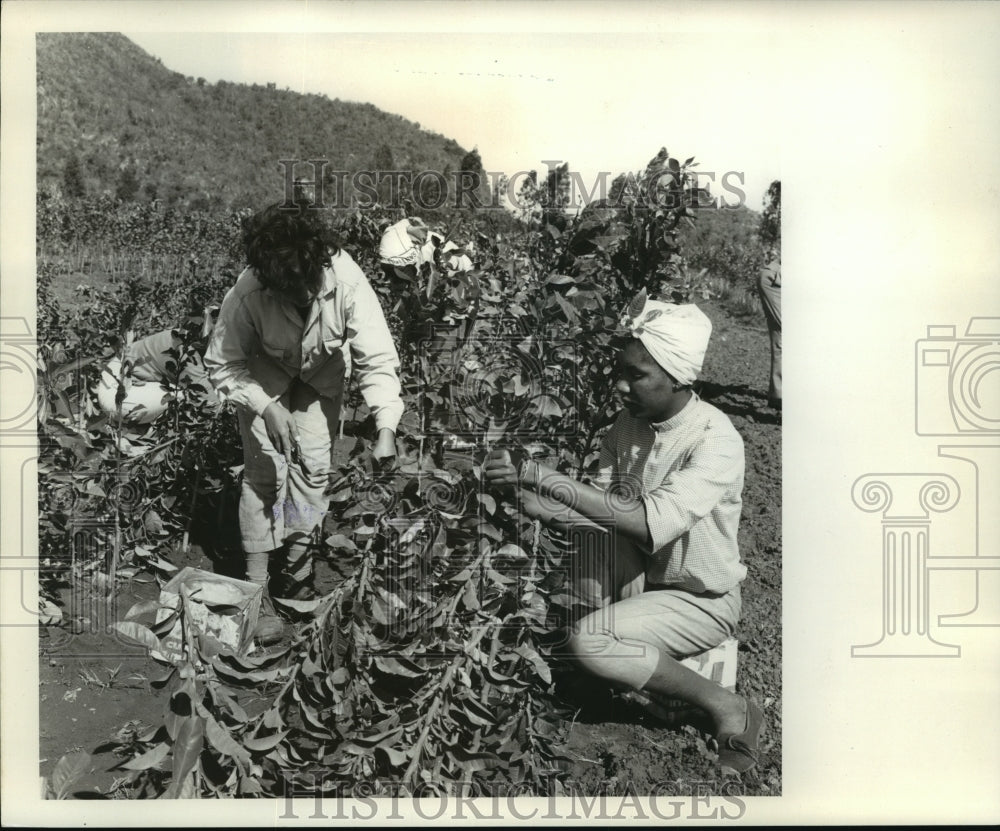 1968 Press Photo Girls work at farm schools in Cuba - Historic Images