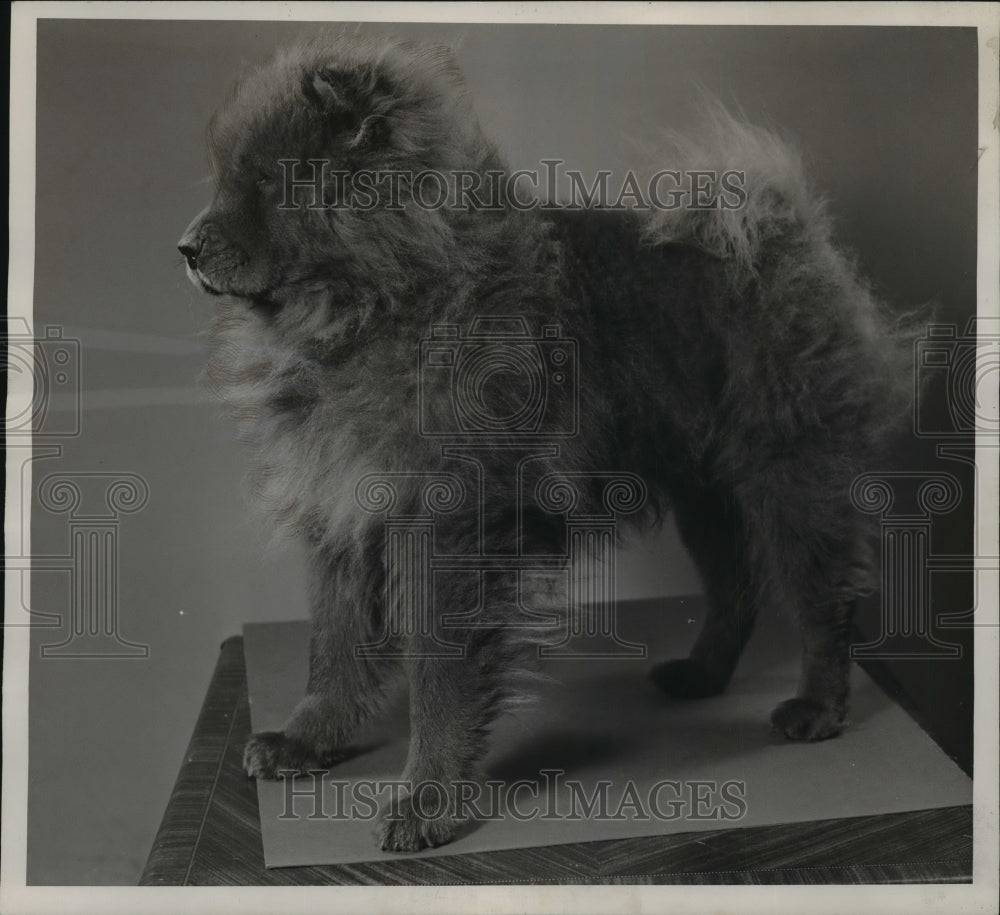 1945 Press Photo Sandstorm of Sandune, owned by Eugene Zielsdorf - Historic Images