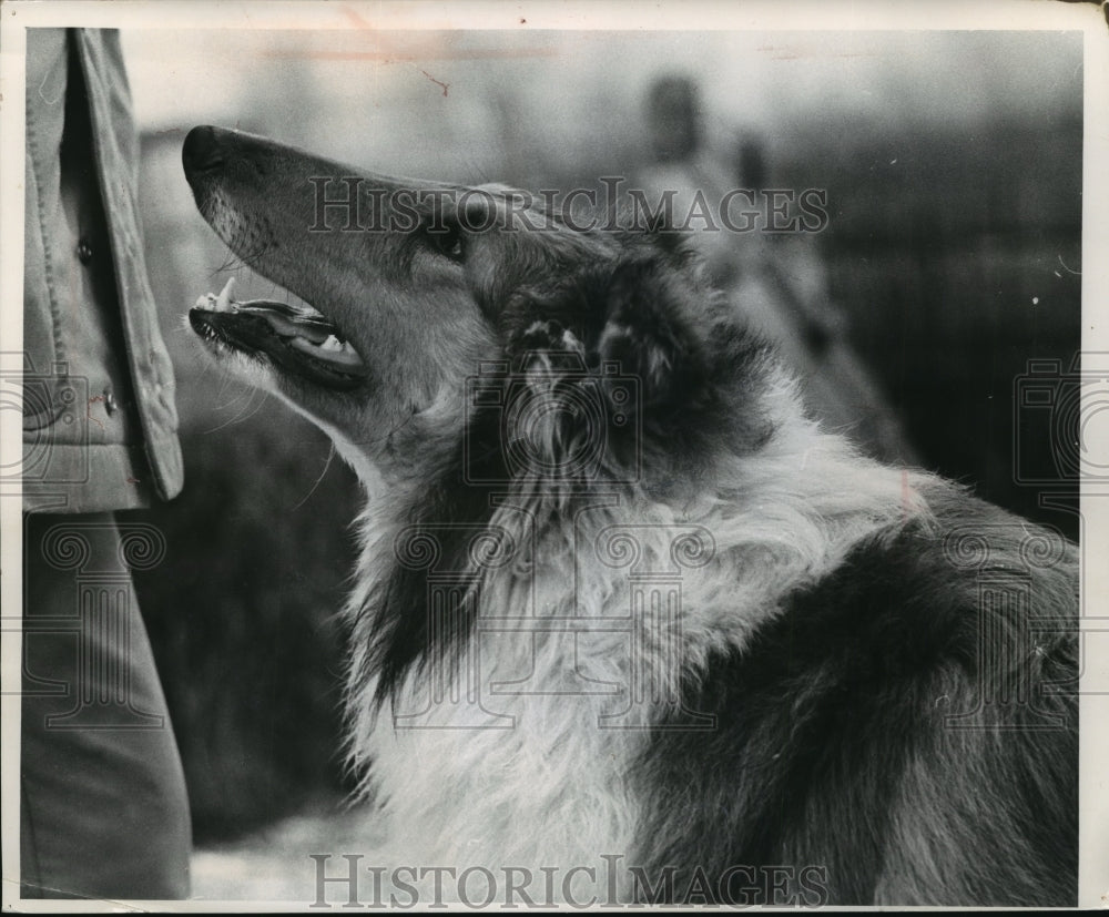 1965 Press Photo Collie, Vic is to show in the 49th annual show in Wisconsin - Historic Images