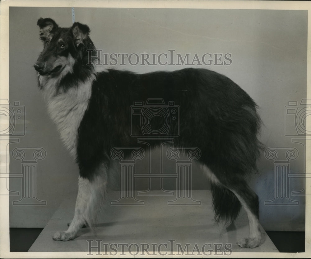 1945 Press Photo Collies are loved for their graceful beauty and faithfulness - Historic Images