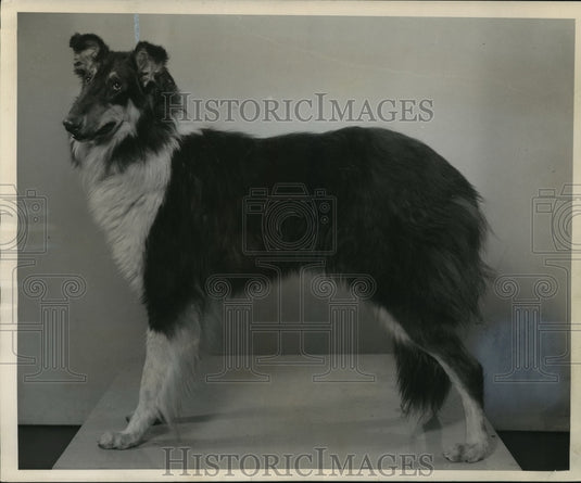 1945 Press Photo Collies are loved for their graceful beauty and faithfulness - Historic Images