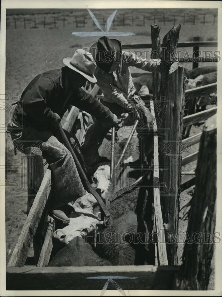Press Photo Steers getting their horns clipped as part of branding time routine - Historic Images