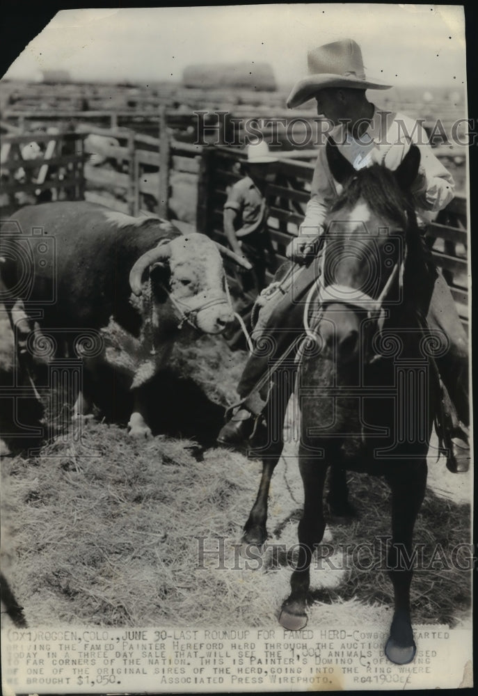 1938 Press Photo Cowboy brings famed Painter Hereford herd through the auction - Historic Images