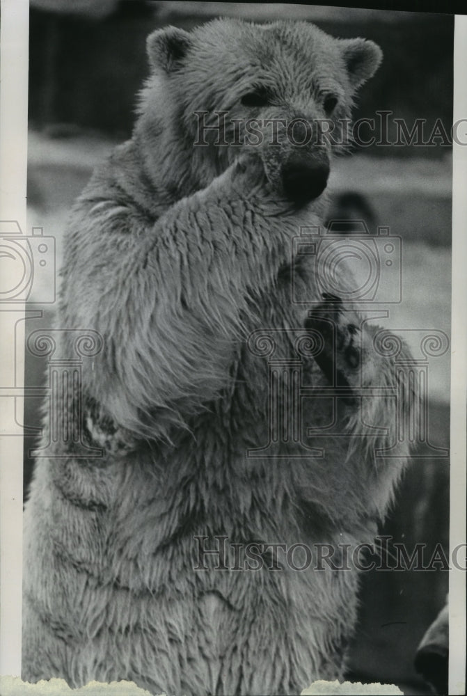 1969 Press Photo Polar bear, Alaska, eats fruitcake at the Milwaukee County Zoo - Historic Images