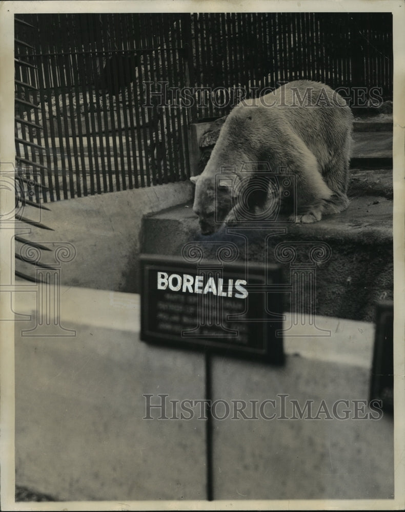 1939 Press Photo A polar bear named Borealis at the Milwaukee Zoo - Historic Images