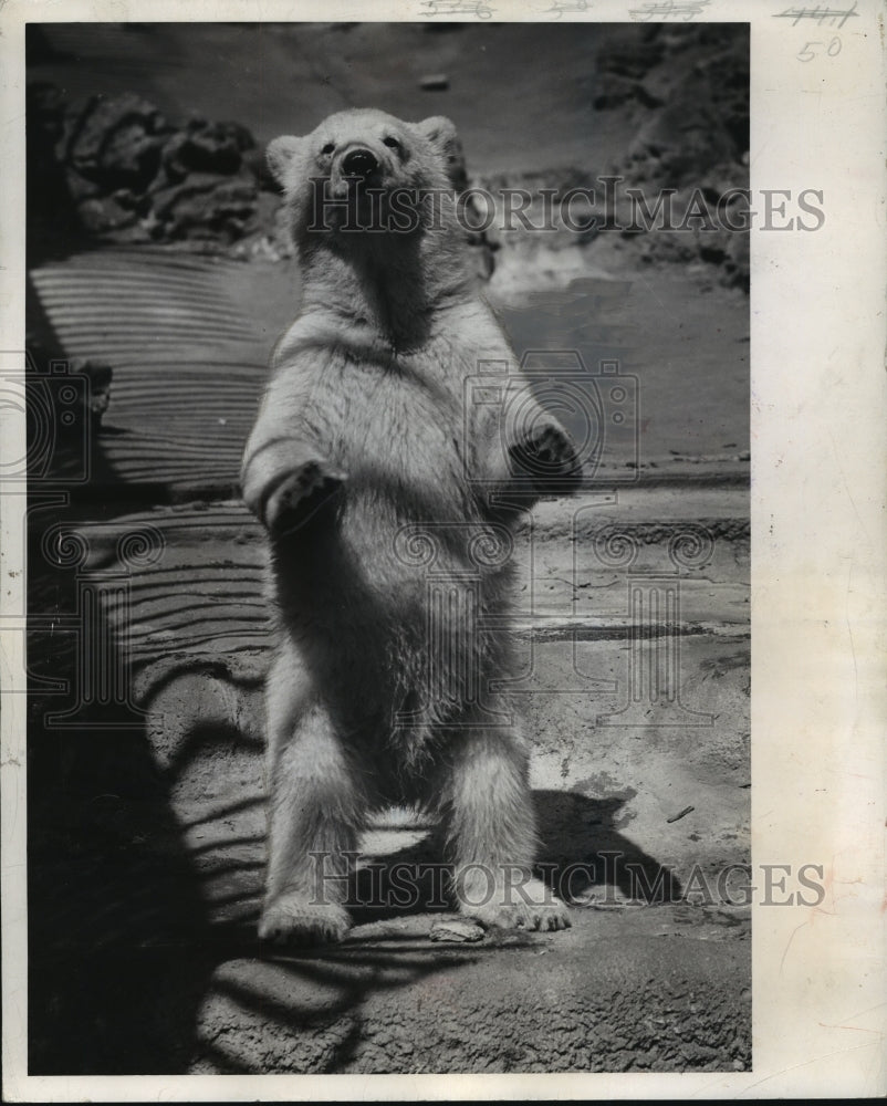 1949 Press Photo A polar bear at the Milwaukee zoo - Historic Images