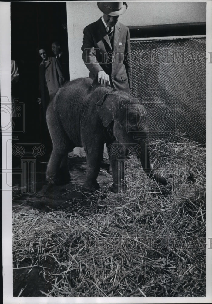 1966 Press Photo An Indian Elephant, named Annette II, at the Milwaukee Zoo - Historic Images