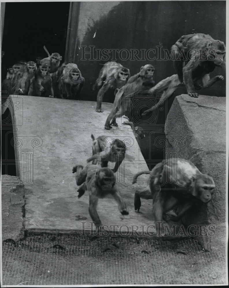 1962 Press Photo The rhesus monkeys run to monkey island in Milwaukee zoo - Historic Images