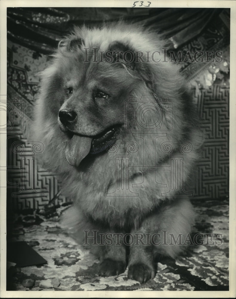 1952 Press Photo Chow Dog Owned by Blanche Dansen of West Allis, Wisconsin - Historic Images