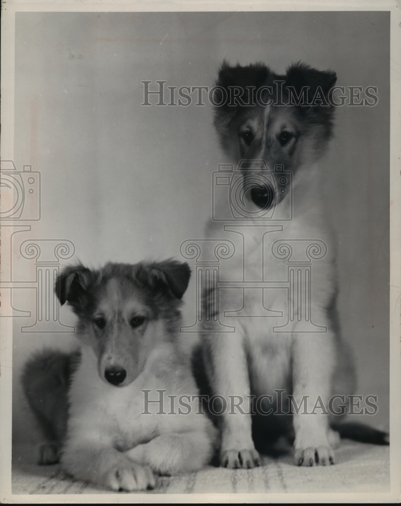 1950 Press Photo Cora Dana&#39;s Two Collie Dogs - Historic Images