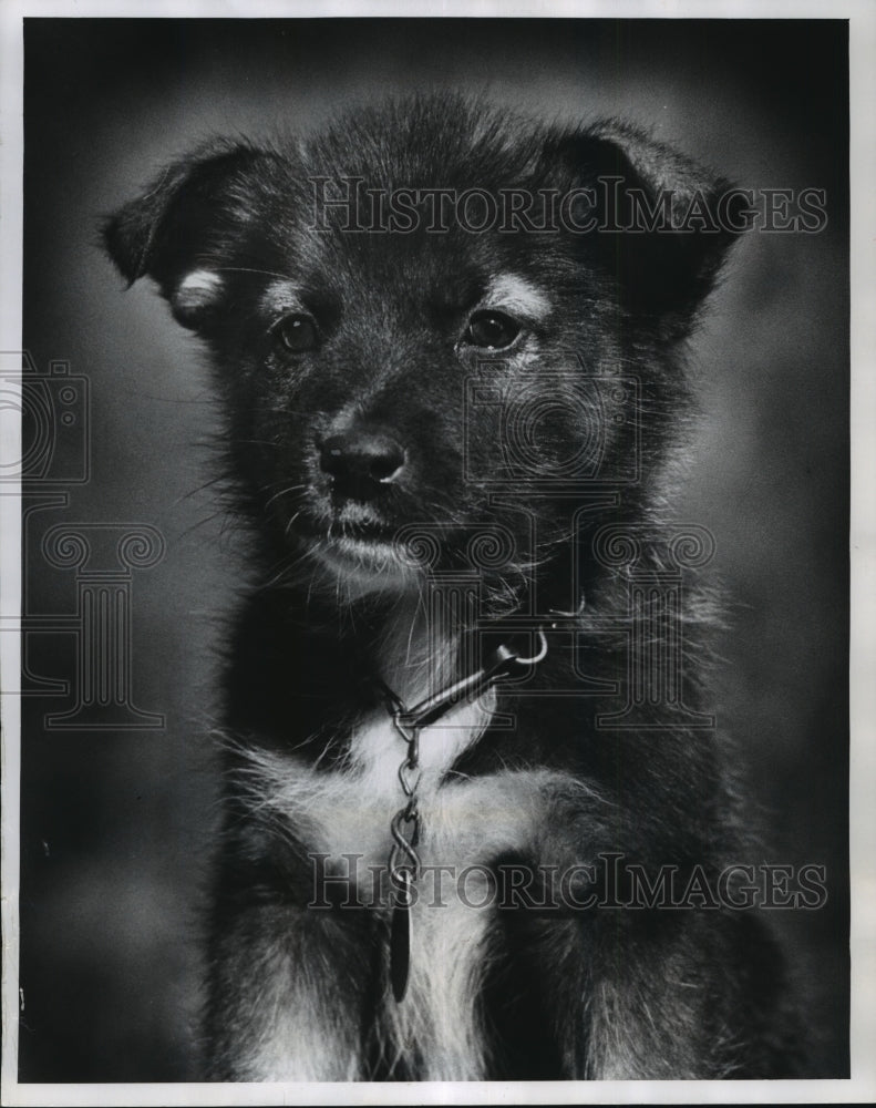 1973 Press Photo Norwegian Elkhound Puppy at the Wisconsin humane Society - Historic Images