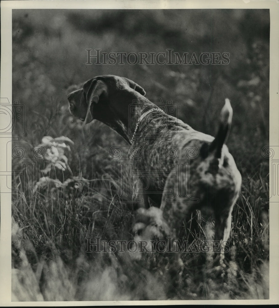 Press Photo A German short haired pointer, all attention when on point - Historic Images