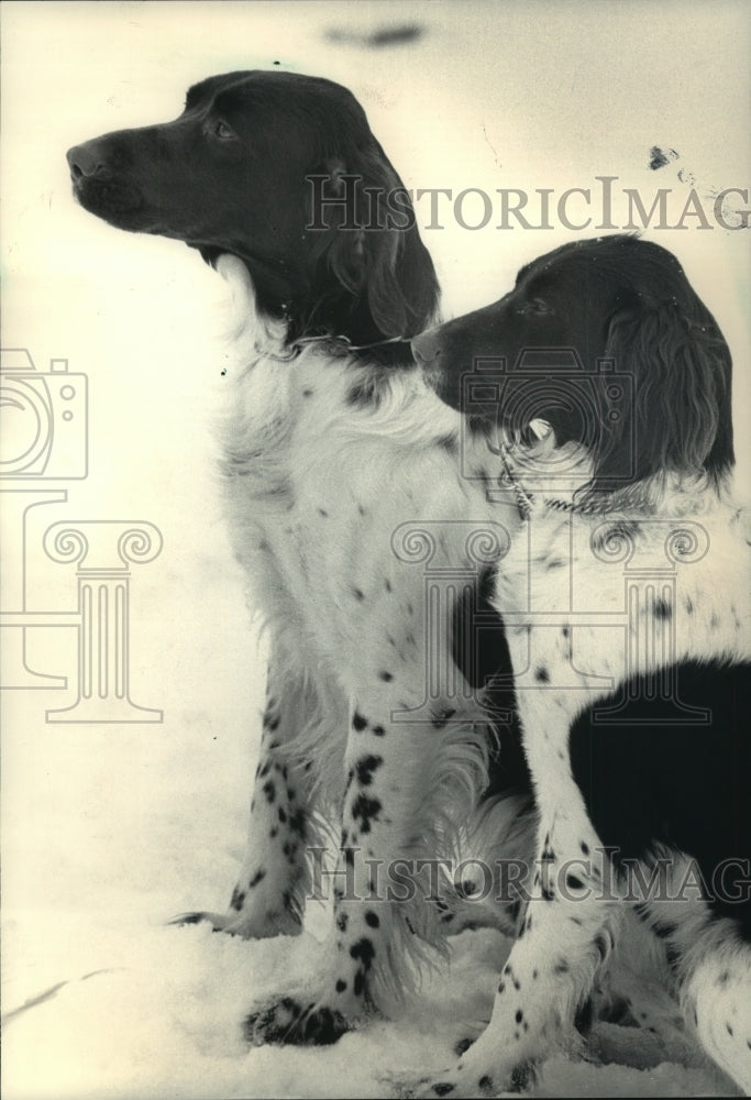 1987 Press Photo Mike Sommers' Fero and Catja Await Commands in German - Historic Images