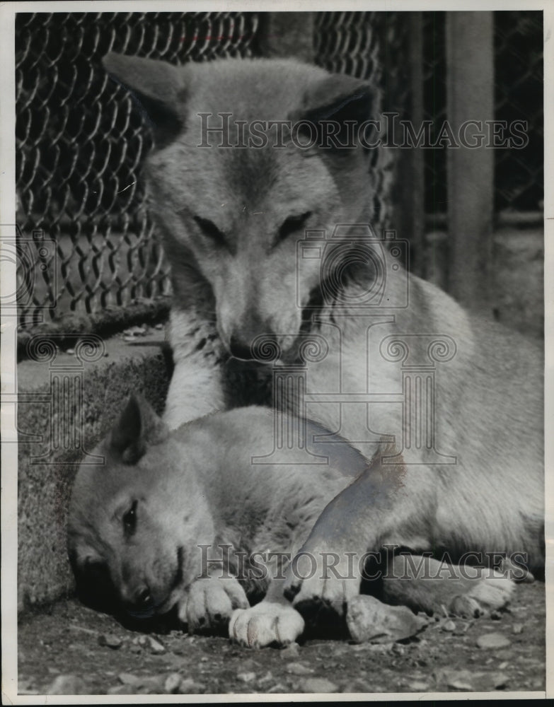 1963 Press Photo Dingo at London&#39;s Regent&#39;s Park Zoo - Historic Images