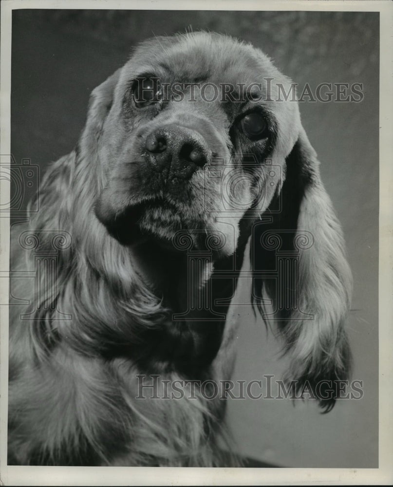 1946 Press Photo Cocker dog - Historic Images