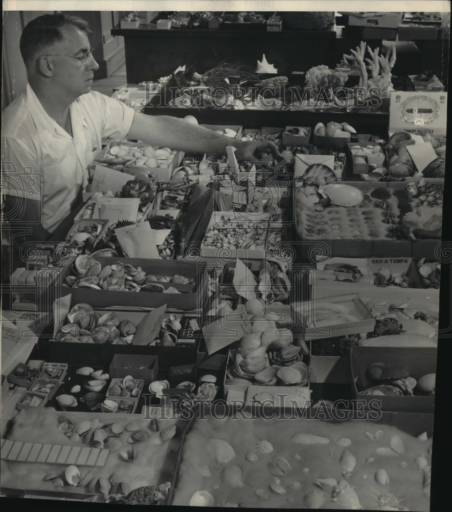 1951 Press Photo Collection of Shells Examined at Milwaukee, Wisconsin, Museum - Historic Images