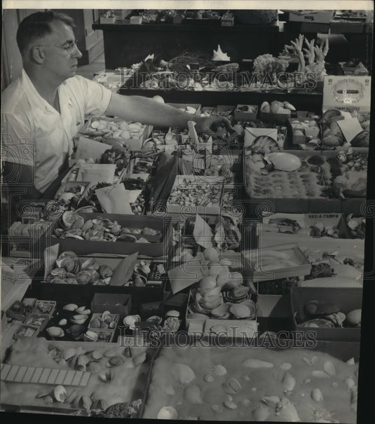 1951 Press Photo Collection of Shells Examined at Milwaukee, Wisconsin, Museum - Historic Images
