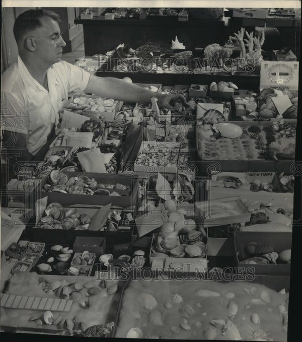 1951 Press Photo Collection of Shells Examined at Milwaukee, Wisconsin ...