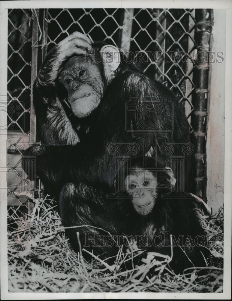 1956 Press Photo Abena and Ben-Two Monkeys at the London Zoo - Historic Images